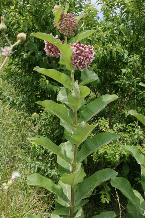 Common Milkweed Asclepias Syriaca Heartland Seed Of Missouri Llc