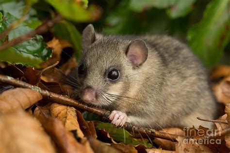 Edible Dormouse Photograph by Louise Heusinkveld - Pixels