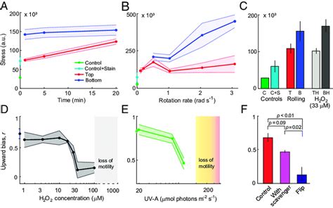 Bistability In Oxidative Stress Mediates Vertical Migration Of H