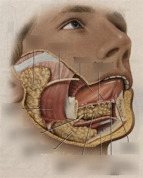 Salivary Glands 1 Diagram Quizlet