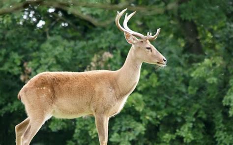 9 Surprising Facts about the Sangai Deer! - The CountDown List