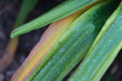 Lilien Die Bedeutung Der Schönen Blumen