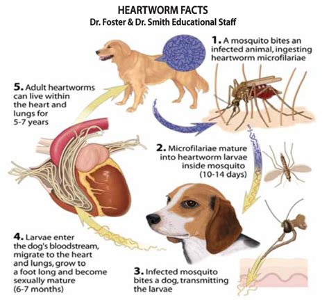 What Happens If My Dog Has Heart Worm