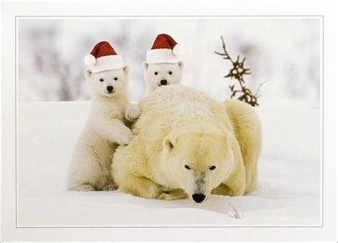 Free Download Christmas Polar Bear Christmas Holiday Snow Bear