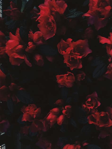 √ Aesthetic Red Flowers