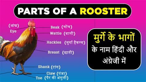 Parts Of A Rooster मुर्गे के भागों के नाम हिंदी और अंग्रेजी में