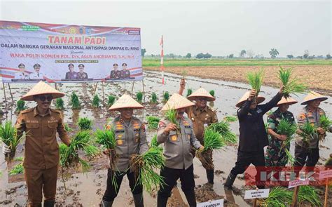 Antisipasi Dampak El Nino Wakapolri Pimpin Panen Dan Tanam Padi Di