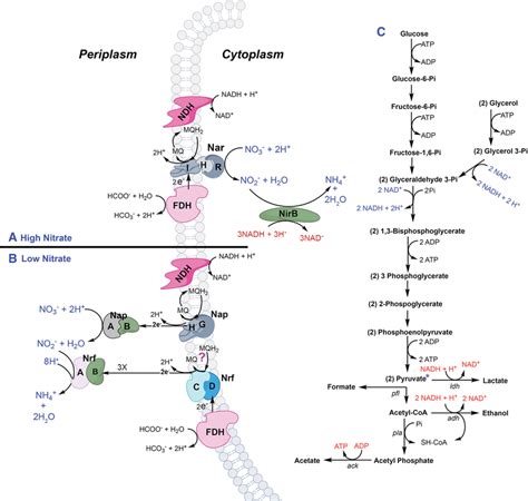 Anaerobic Metabolism Pathway