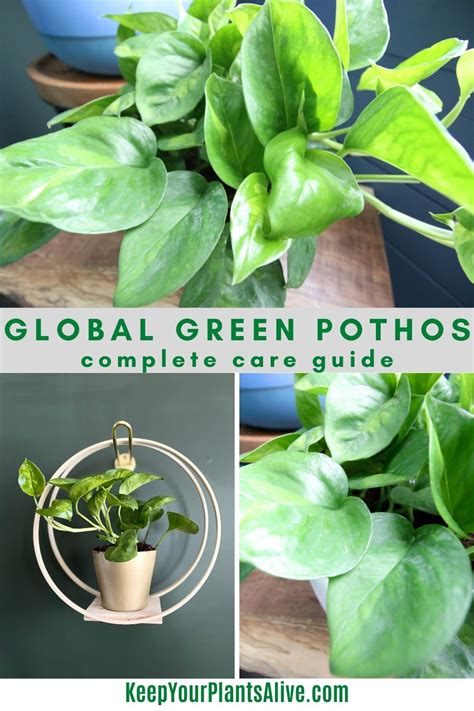 The Complete Global Green Pothos Care Guide Keep Your Plants Alive