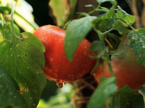 Fréquence d arrosage des tomates pour une récolte extraordinaire