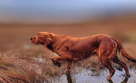 Flair Du Chien Quelles Particularit S