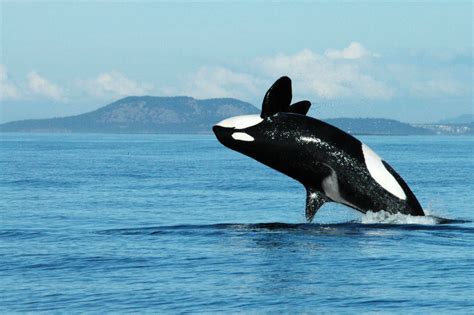 Study Killer Whale Grandmothers Improve Chances Of Survival For Their