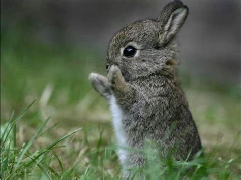 Cute Bunny Wallpapers - Top Free Cute Bunny Backgrounds - WallpaperAccess