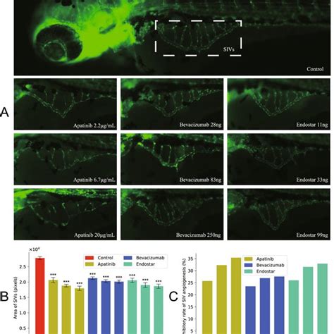 Anti-angiogenic effects after treatment with angiogenesis inhibitors.... | Download Scientific ...