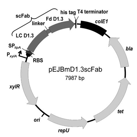 Plasmid Map Of Pejbmd Scfab Abbreviations Bla Lactamase Gene For