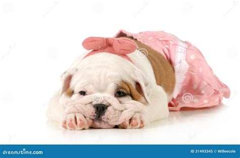 English Bulldog Baby Cute