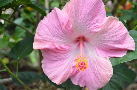 Light Pink Hibiscus 2 Photograph By Amy Fose Pixels