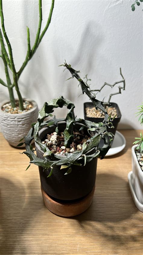 Creeper : r/succulents