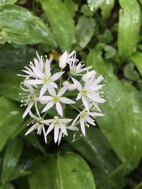 Today In Ireland On Twitter Wild Garlic In Killarney National