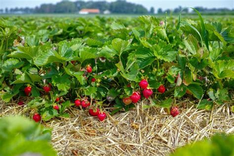 Strawberry Varieties The Complete Guide Updated