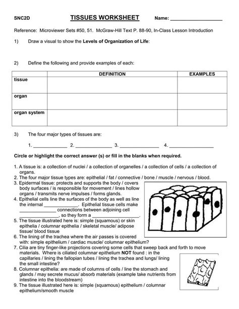 Tissue Worksheet Answer Key Anatomy Worksheets