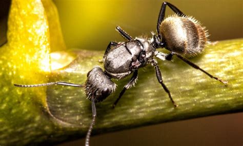 Este Es El Nico Pa S Del Mundo Donde No Hay Hormigas Ni Mosquitos La