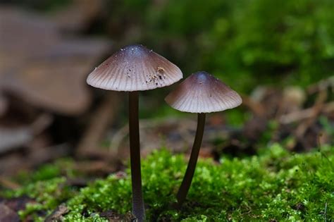 Dos champiñones pequeños de filigrana en musgo con punto de luz en el