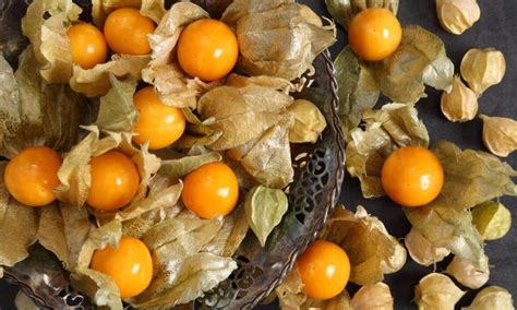 La Uchuva Es Una Fruta Carnosa Jugosa Y Muy Nutritiva La Pluma