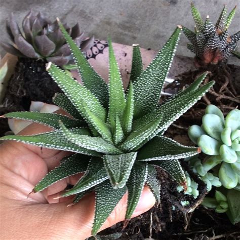 Haworthiopsis Attenuata Var Radula Syn Haworthia Attenuata Var