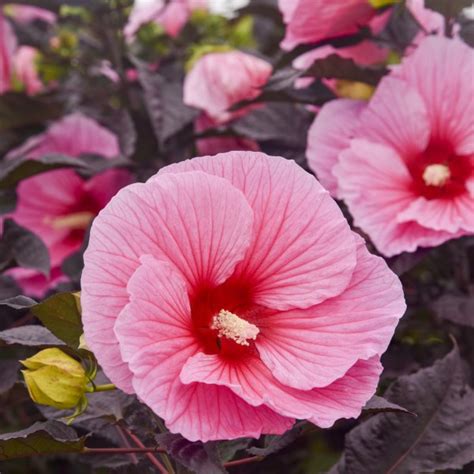 Summerific® Edge Of Night Perennial Hibiscus Hardy Hibiscus Purple Foliagestems Or Marked