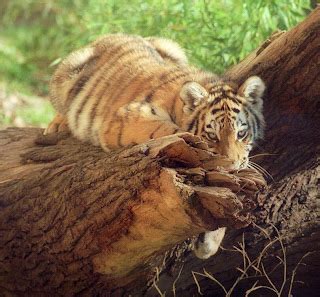 Siberian (Amur) Tiger: Siberian tiger cubs pictures