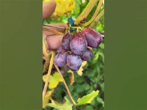 Новый кишмиш Алиса в стране чудес в условиях Беларуси! Сигналка успела ...