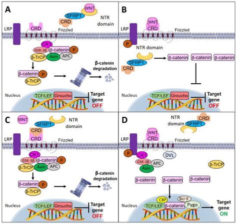 Epigenetics Of Sfrp Encyclopedia