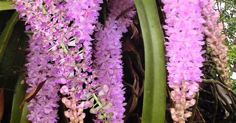 Kopou Phool Orchid Of Assam Beauty By Nature Pinterest