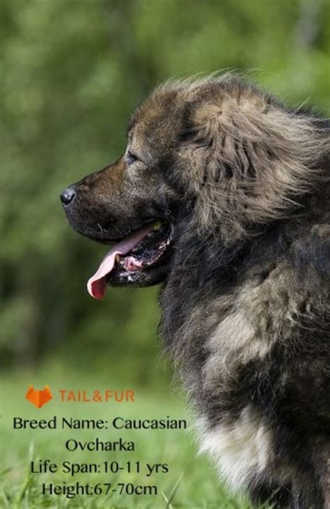 15 Types of Large Dog Breeds with Pictures