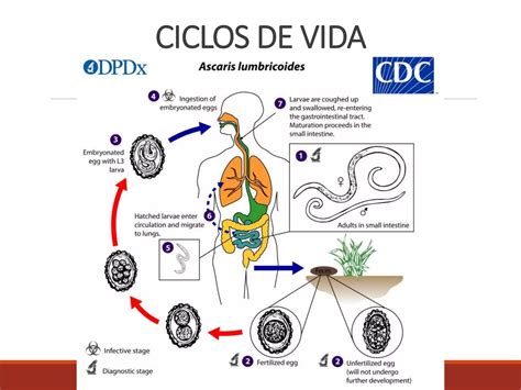 Parasitosisppt