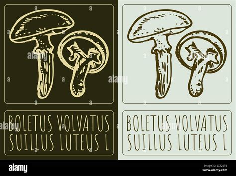 Vector Drawing Boletus Volvatus Hand Drawn Illustration Latin Name