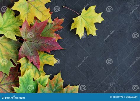 Border of Colorful Autumn Maple Leaves Stock Photo - Image of autumnal ...