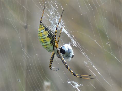 Arachnid Spindel Djur Gratis foto på Pixabay Pixabay