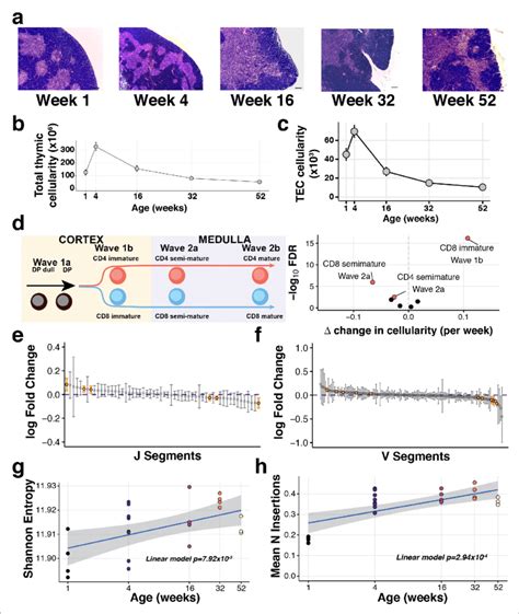 The Decline Of Thymic Cellularity And Immune Function With Age A