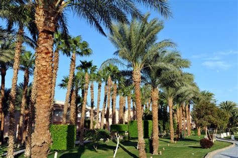 Hurghada Egypt October Beautiful Palm Trees In A Tropical