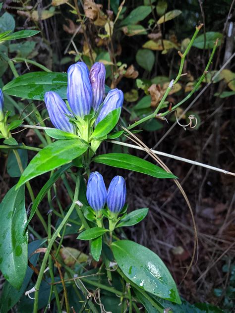 Very lucky to see these wild Soapwort Gentian (Gentiana saponaria) in