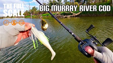 Big Murray River Cod The Full Scale Youtube