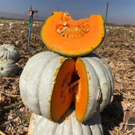 Ata Tohumu Ata Tohumu Sebze Tohumu Anadolu Tarım Market