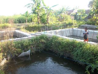 Benih Dan Telur Gurami Di Ketapang Benih Ikan Lele Gurami Nila Mas