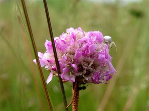 Strand Grasnelke Armeria Maritima In Oftersheim Free Photos On