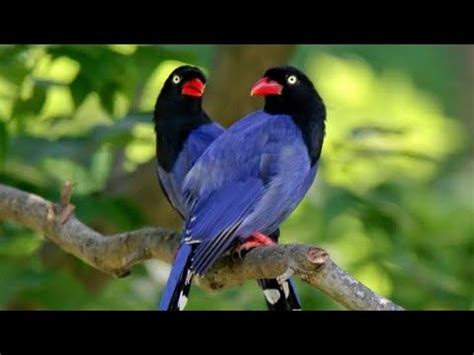 4k Video Ultra HD 1440p Relaxing Birds Video In 60fps Beutiful Birds