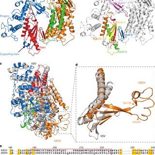 The Overall Structure Of The EBOV LVP35 Complex A Schematic