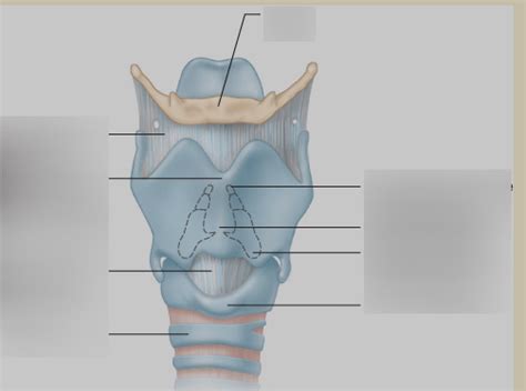 Exterior Airway Anatomy Diagram Quizlet