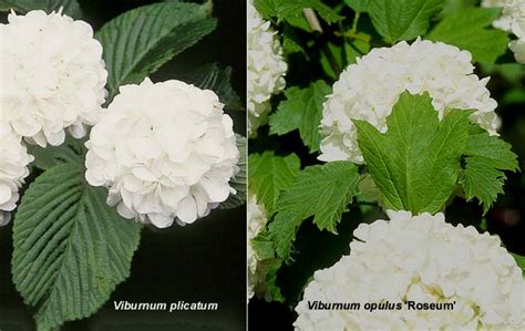 Snowball Bush Leaf